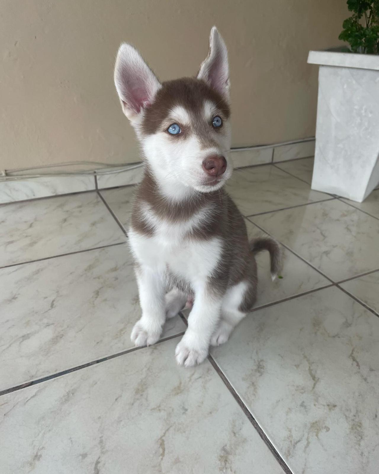 WhatsApp Image 2025-02-06 at 8.13.47 AM