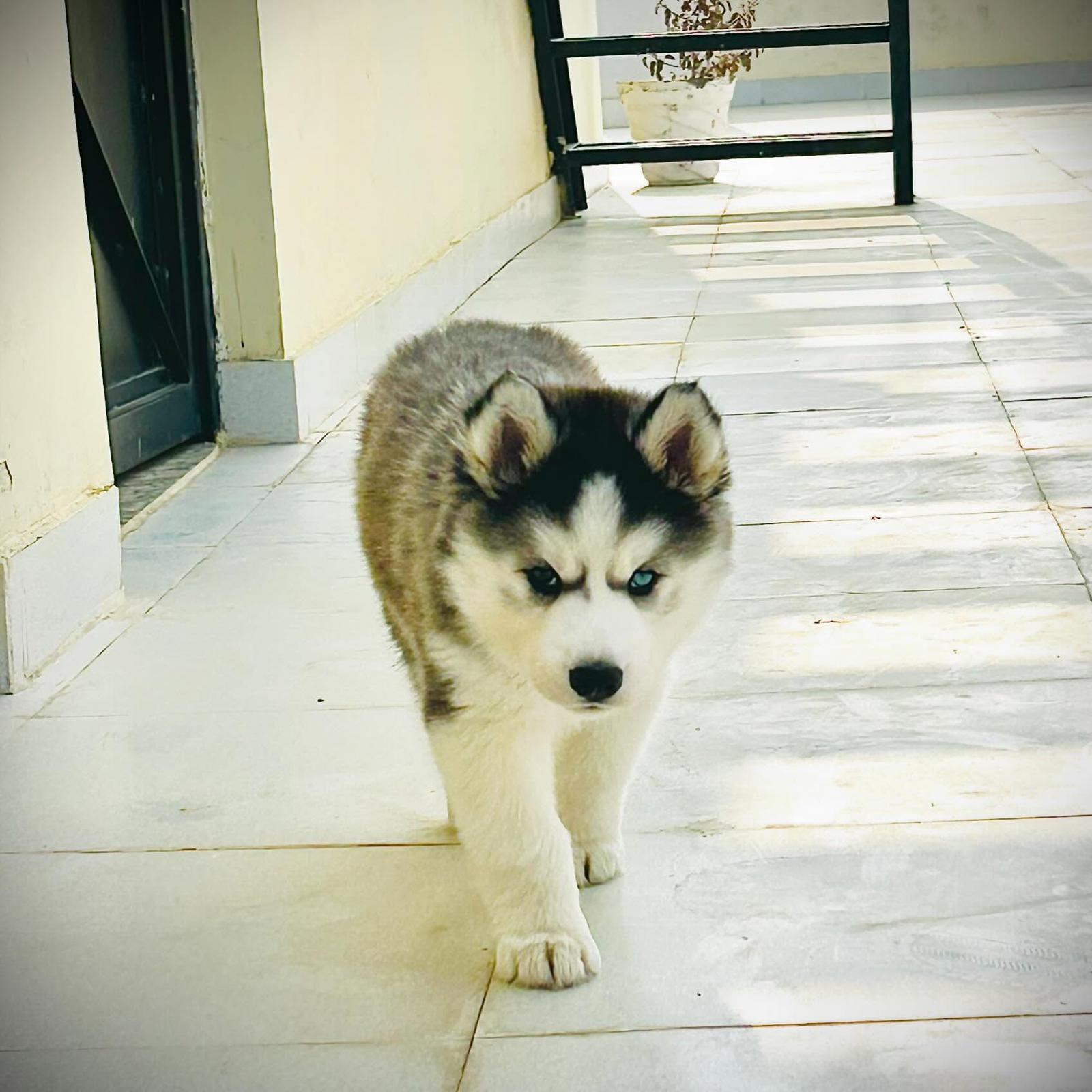 WhatsApp Image 2025-02-06 at 8.17.21 AM